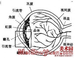 眼睛的结构 眼睛的结构