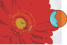 ʵѧCorelDRAW9ţͼģ